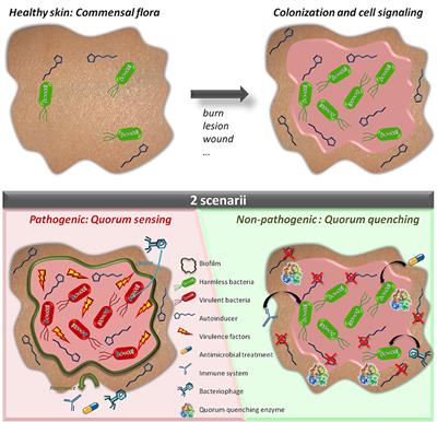 Interference in Bacterial Quorum Sensing: A Biopharmaceutical Perspective